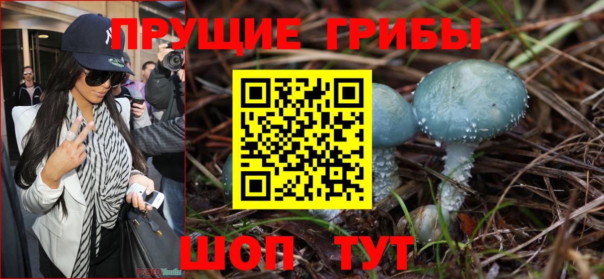 Псилоцибиновые грибы Psilocybe Красногорск